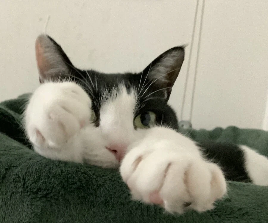 우리집 고양이 보고 가셈 - 이미지 6