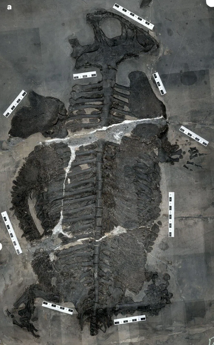 따끈따끈 새로 발표된 중생대 해양성 양서류 - 이미지 2