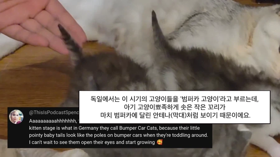 고양이에게 "범퍼카"라고 불리는 시기가 있는걸 아는가