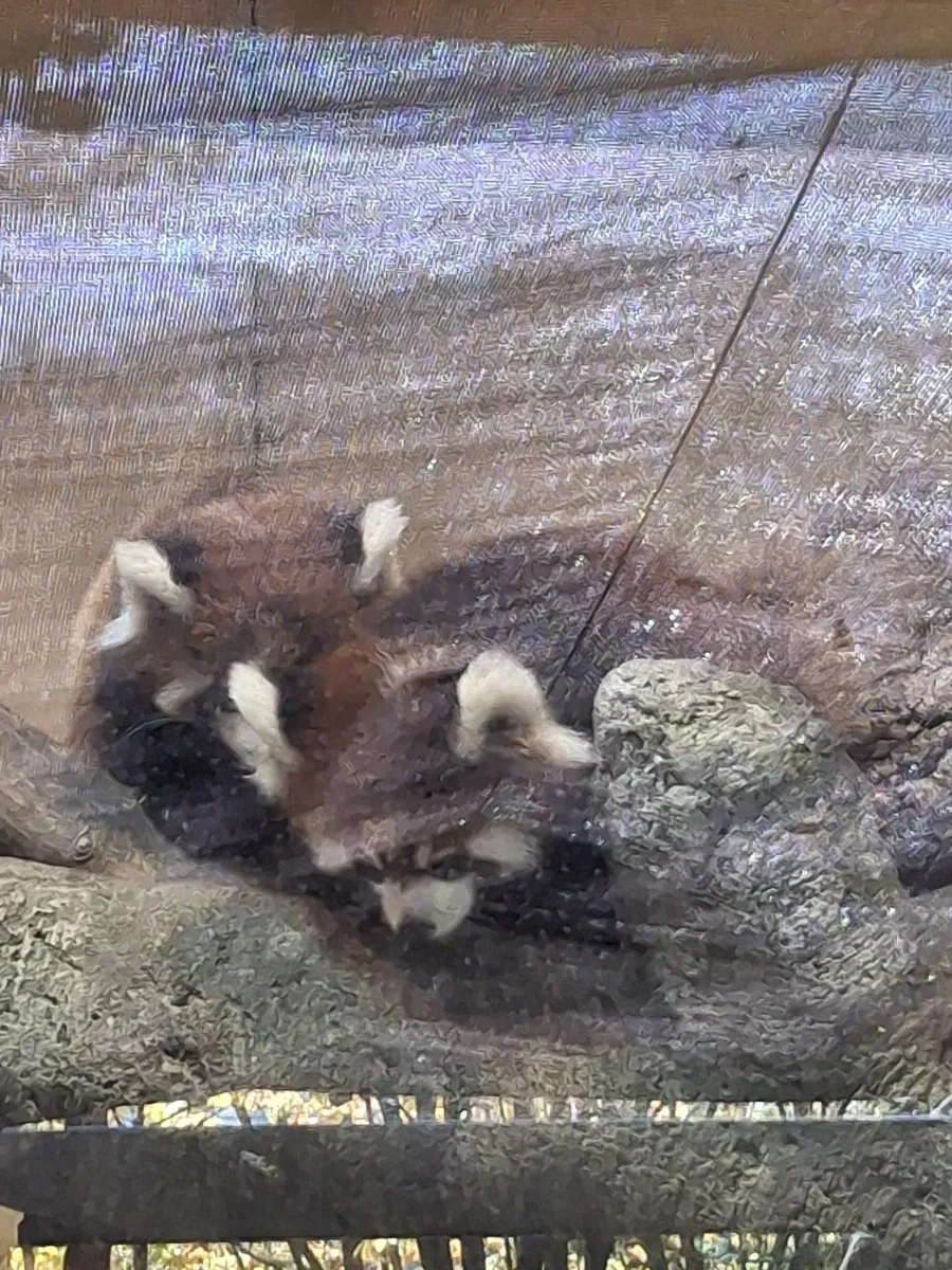 서울대공원 래서팬더 쌍둥이 본 후기.jpg