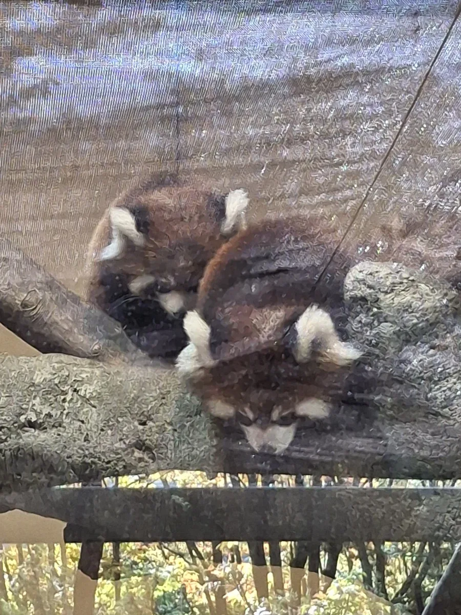 서울대공원 래서팬더 쌍둥이 본 후기.jpg - 이미지 2
