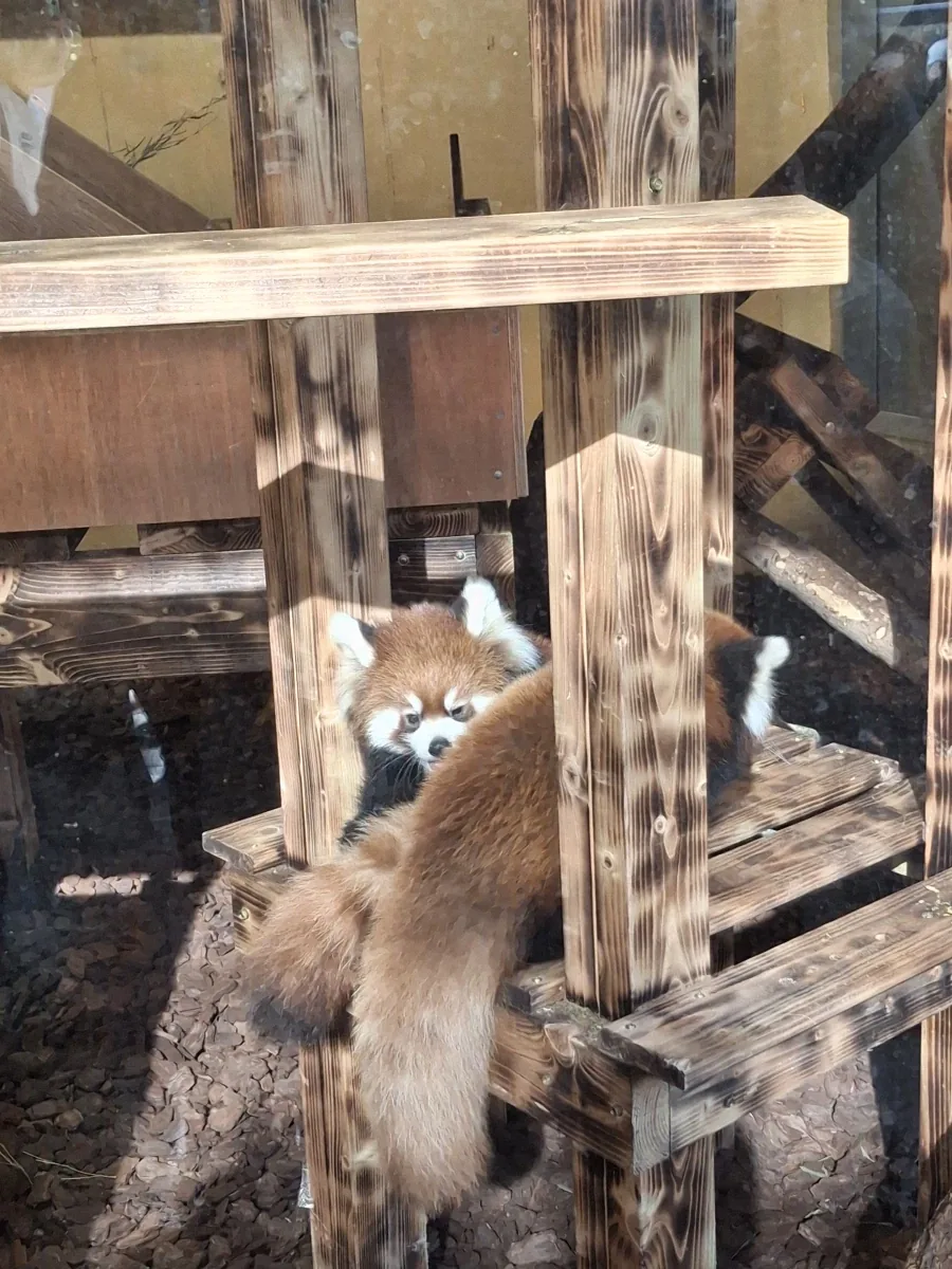 서울대공원 래서팬더 쌍둥이 본 후기.jpg - 이미지 9