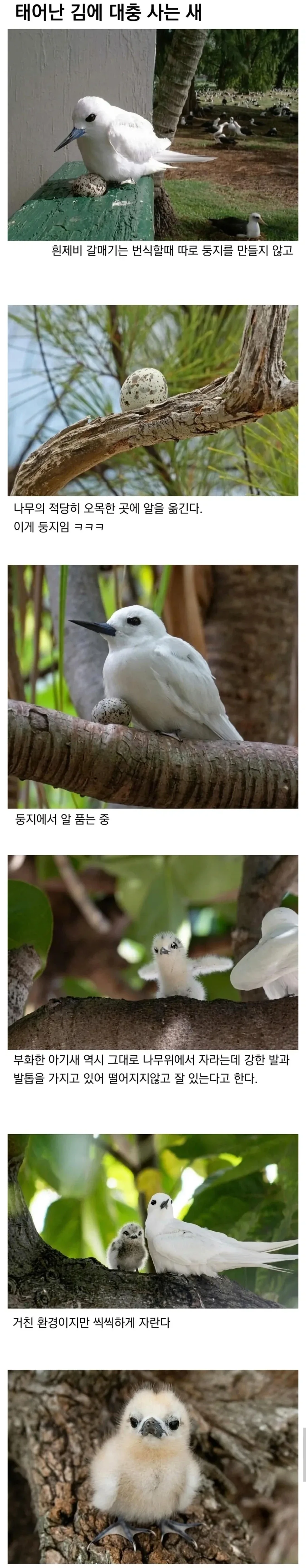 태어난 김에 대충 사는 새.jpg