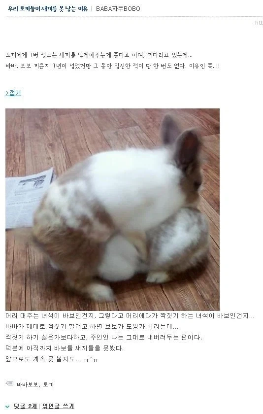 어떤 사람이 키우는 토끼들이 새끼를 못 낳는 이유
