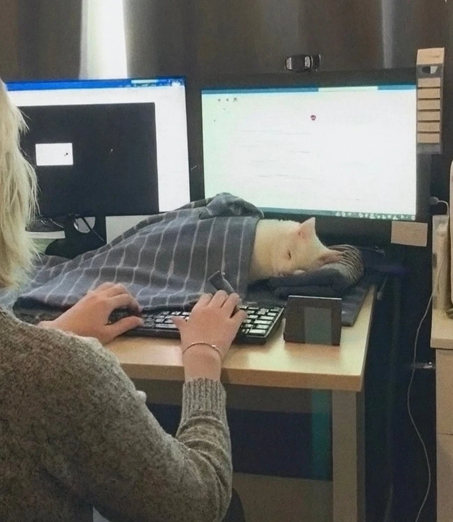 선생님이 일 못하게 방해하는 카즈사 - 이미지 2