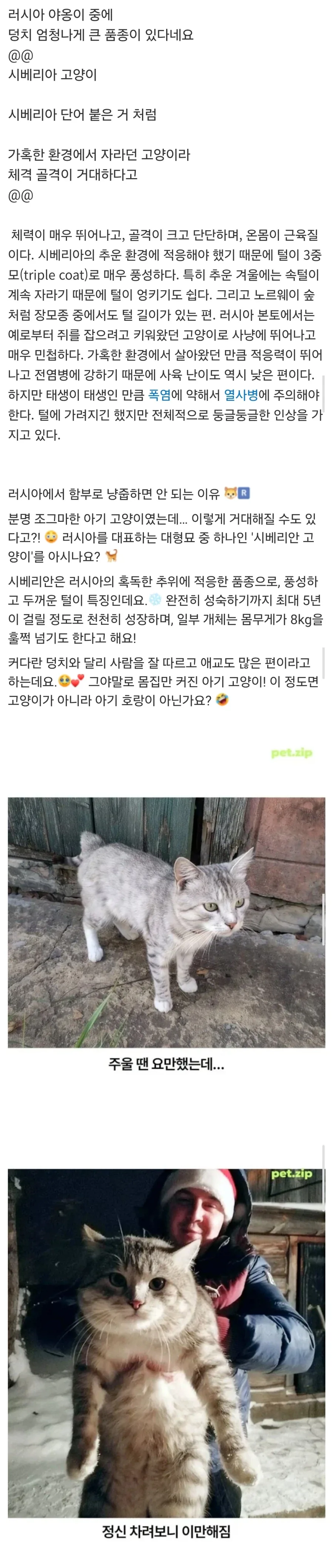 러시아에서 냥줍 하면 안되는 이유