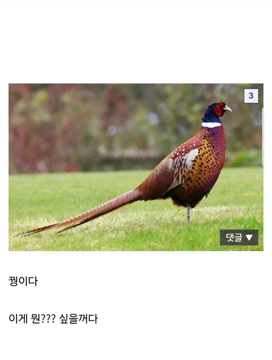 씹.창나고 있다는 울릉도 생태계.jpg - 이미지 3