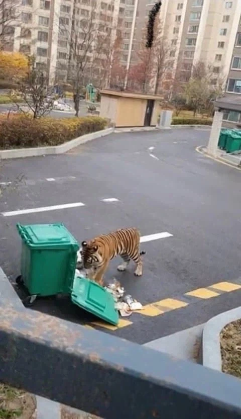 아 ㅅㅂ 개 ㅈ같은 길냥이 새1끼 뒤져라 진짜