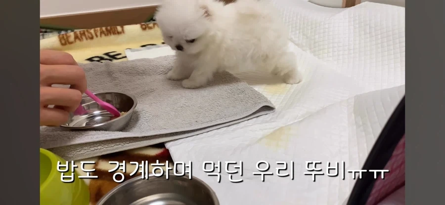 6년 전 강아지 유튭 영상 보다 느낀거