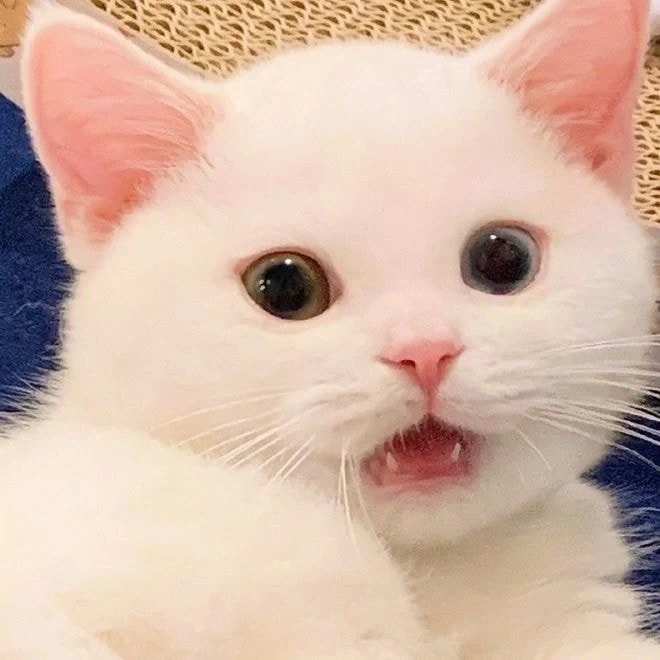 귀요미 흰냥이... - 이미지 3