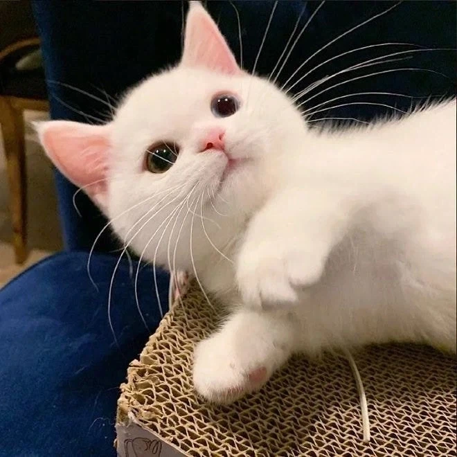 귀요미 흰냥이... - 이미지 5
