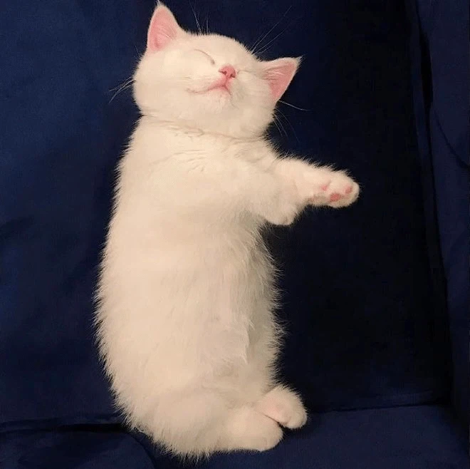 귀요미 흰냥이... - 이미지 6