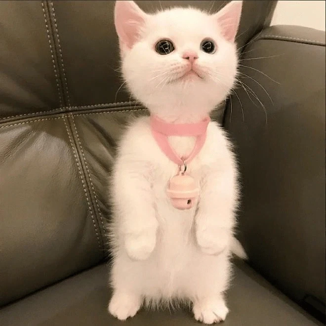 귀요미 흰냥이... - 이미지 7