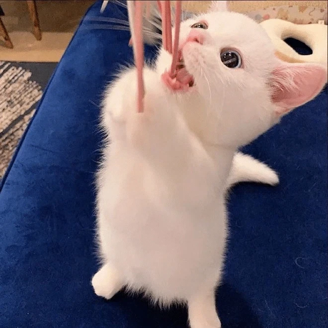귀요미 흰냥이... - 이미지 8