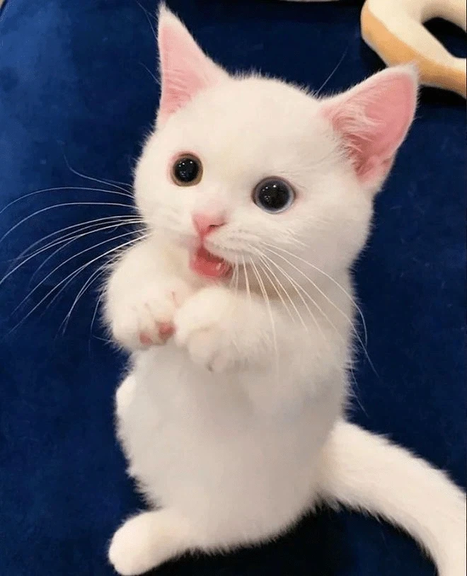 귀요미 흰냥이... - 이미지 10