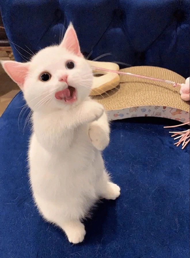 귀요미 흰냥이... - 이미지 11