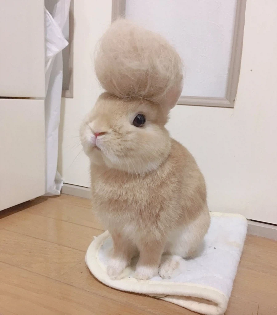 양아치 토끼.jpg