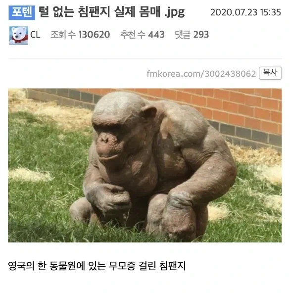 탈모 걸린 침팬지의 실제 몸매
