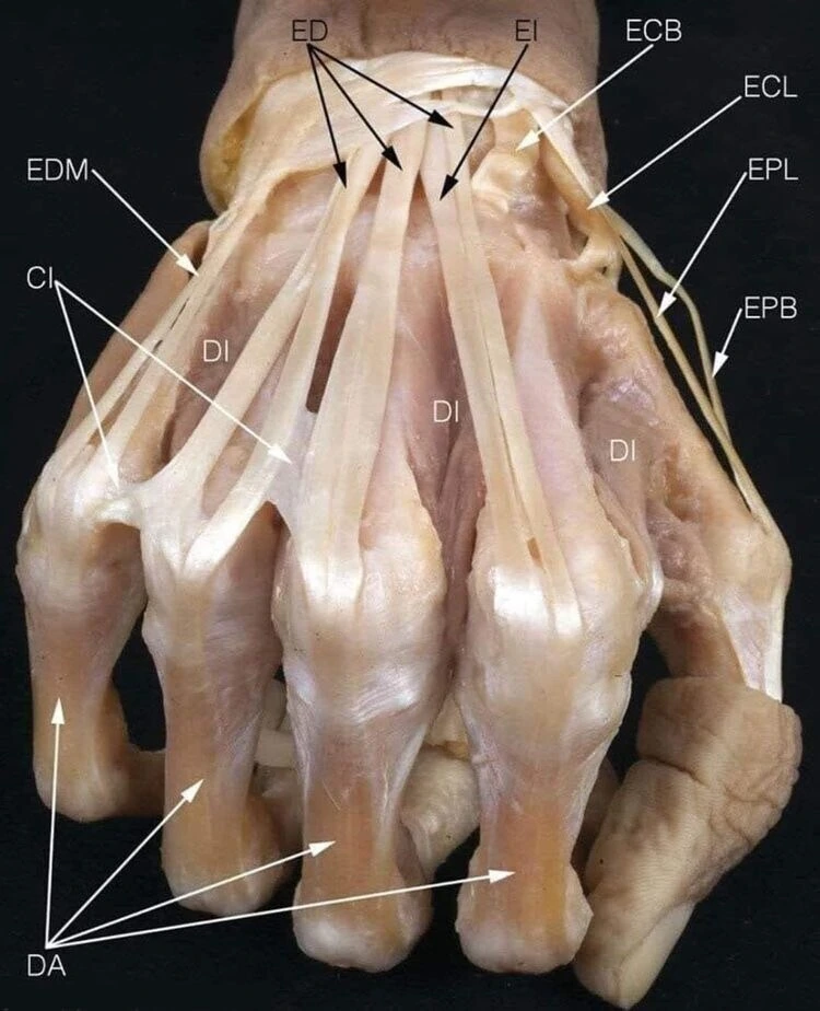 혐) 인대 끊어지면 평생 고통받는 이유.jpg