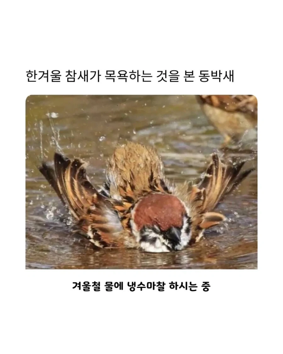 참새 따라하는 동박새 본 사람??