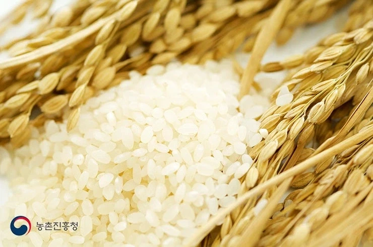 전세계 기준에서 보면 의외로 마이너 쪽에 속하는 쌀 품종