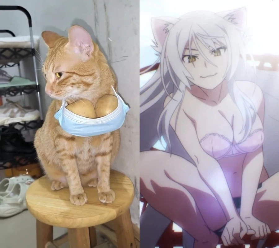 고양이 키우는 이유