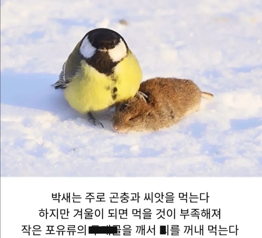 잘모르는 박새의 겨울나기 특성