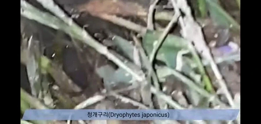 청개구리가 5~7월 사이 구슬피 우는 이유.jpg