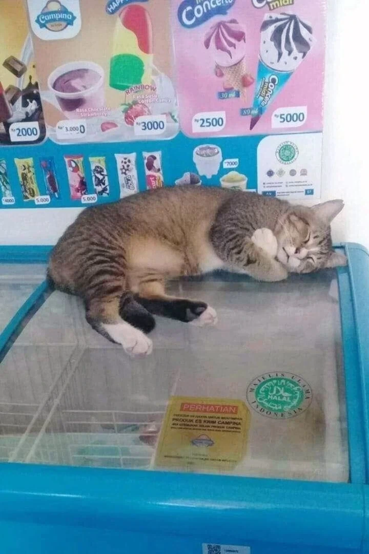더운데 추운 고양이.jpg